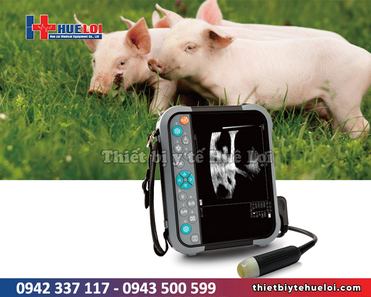 máy siêu âm cho lợn di động