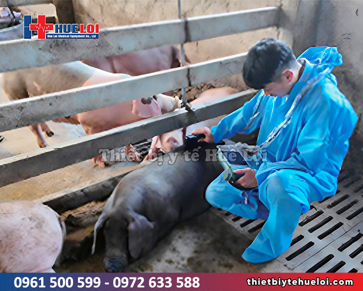 thiết bị siêu âm thai cho trang trại heo