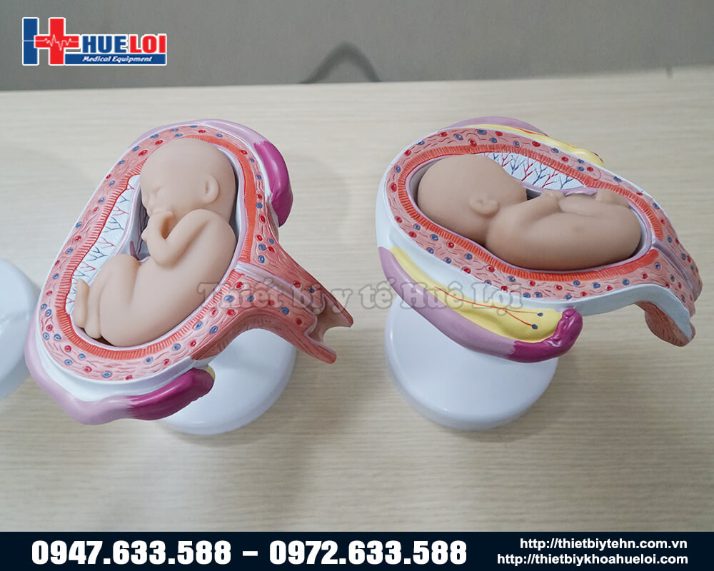 bộ mô hình các giai đoạn phát triển thai nhi 