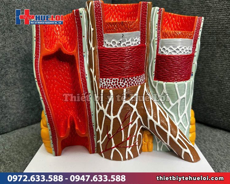 mô hình cấu tạo thành mạch 