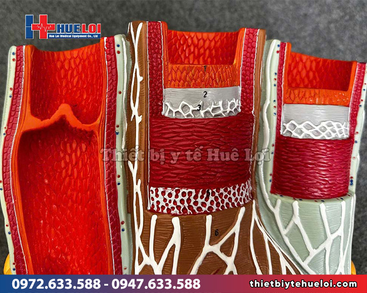 mô hình cấu trúc thành mạch