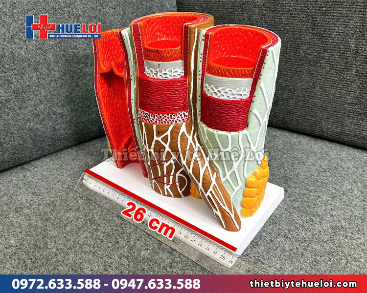 chiều ngang mô hình minh họa thành mạch