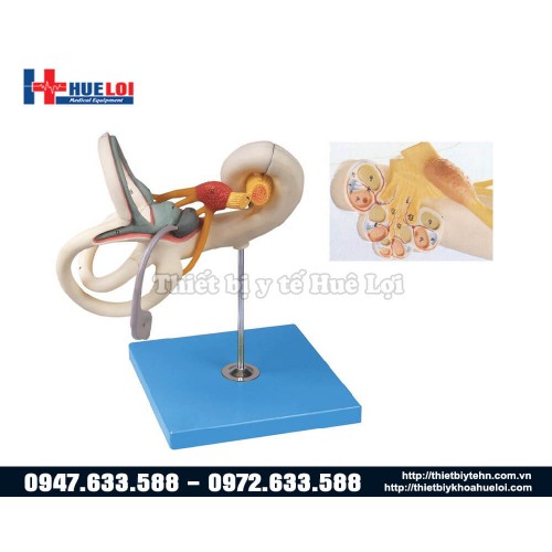 mô hình giải phẫu mê nhĩ