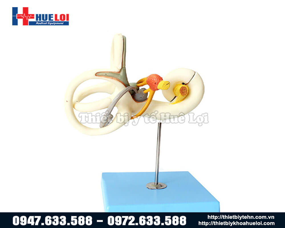 mô hình tai giữa chi tiết