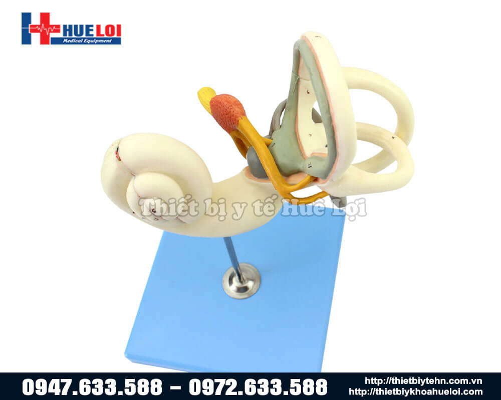 mô hình xương tai giữa