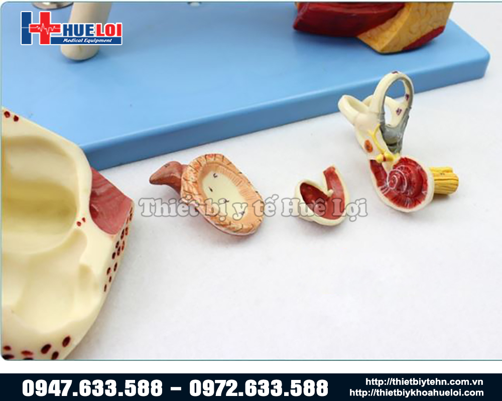 mô hình giải phẫu tai người chi tiết