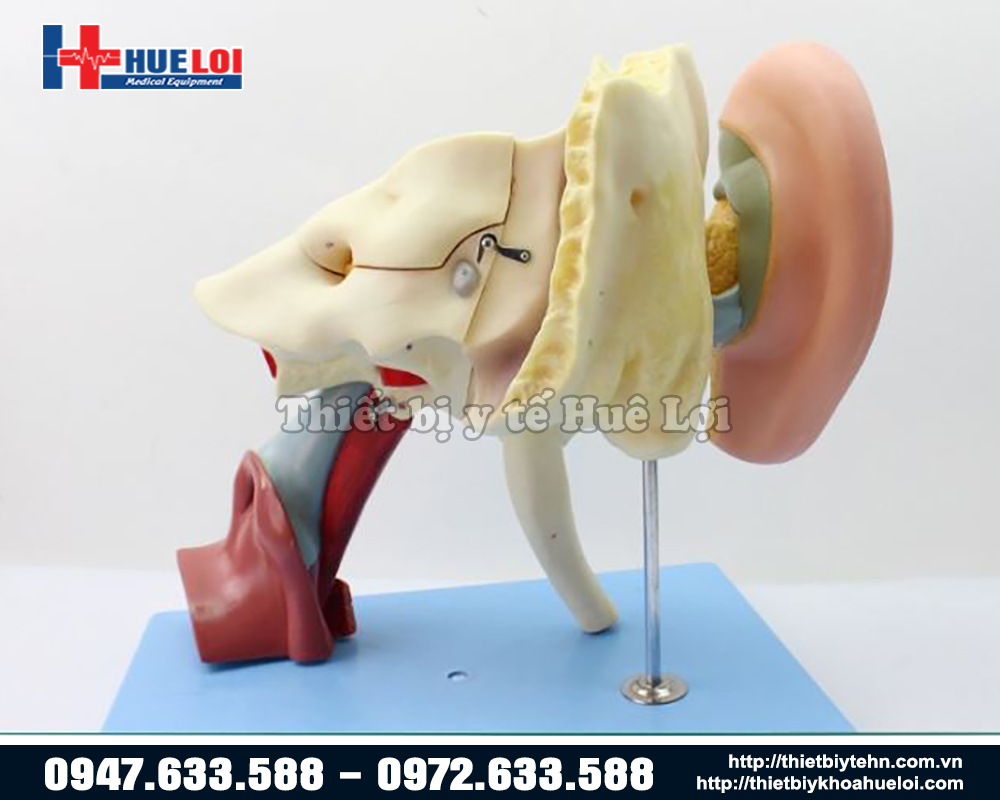mô hình xương tai chi tiết