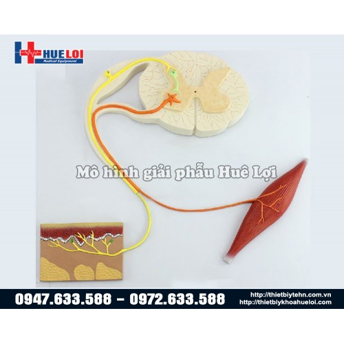 mô hình cung phản xạ