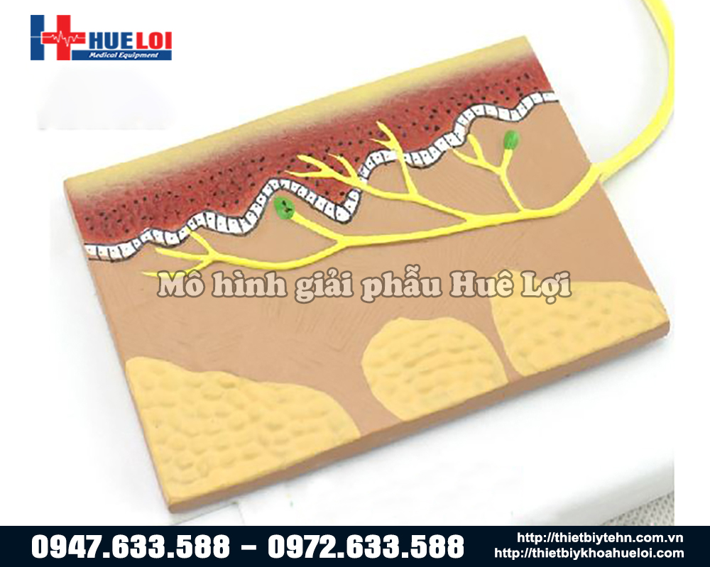 mô hình dẫn truyền cảm giác