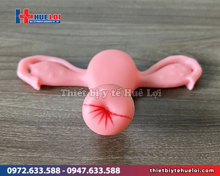 mô hình giải phẫu thăm khám phụ khoa