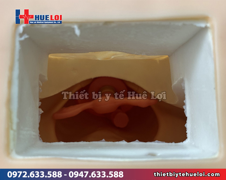 mô hình khám phụ khoa giá rẻ