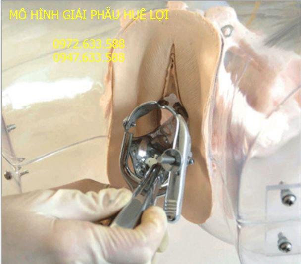 mô hình thực hành nạo phá thai