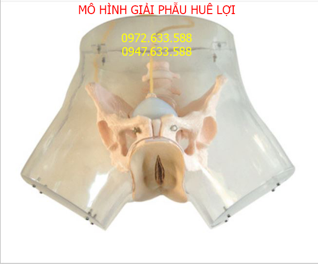 mô hình thực tập nạo phá thai