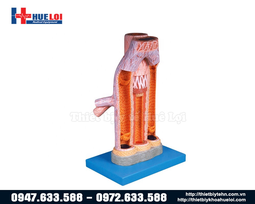 mô hình giải phẫu động mạch chi tiết