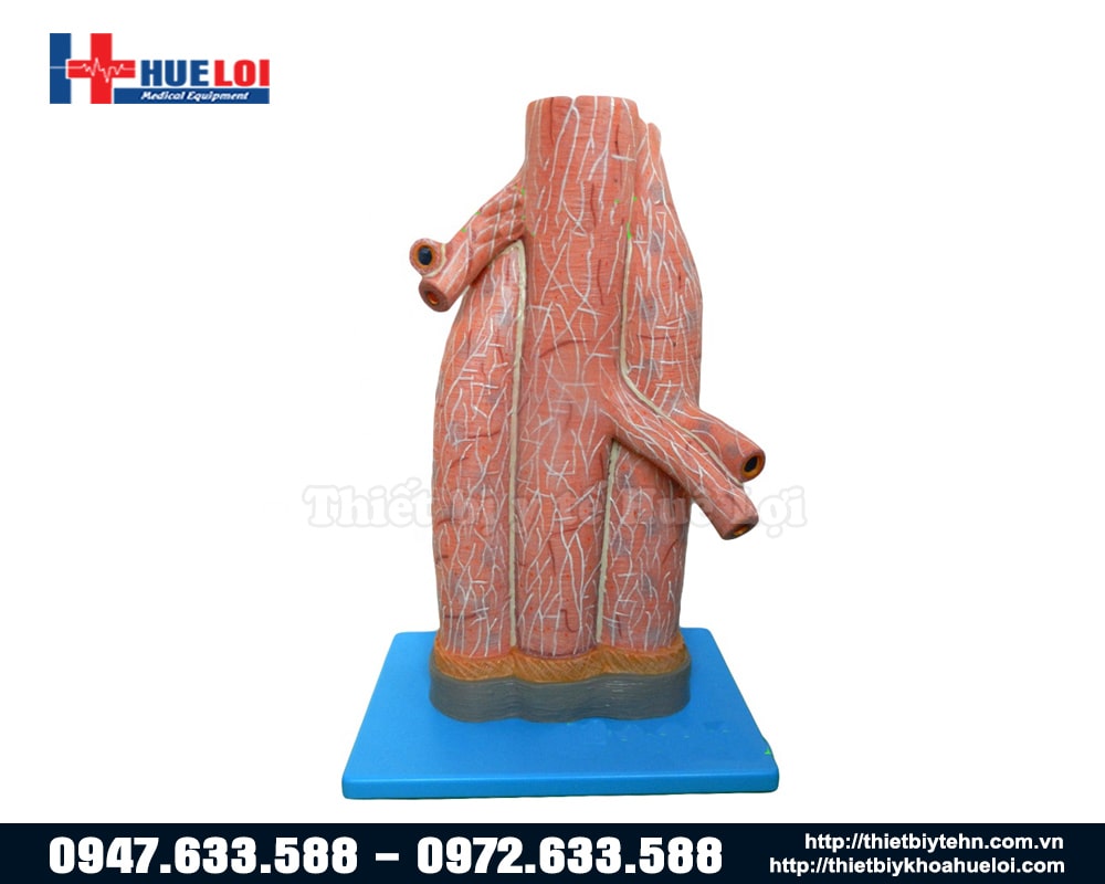 mô hình tĩnh mạch chi tiết