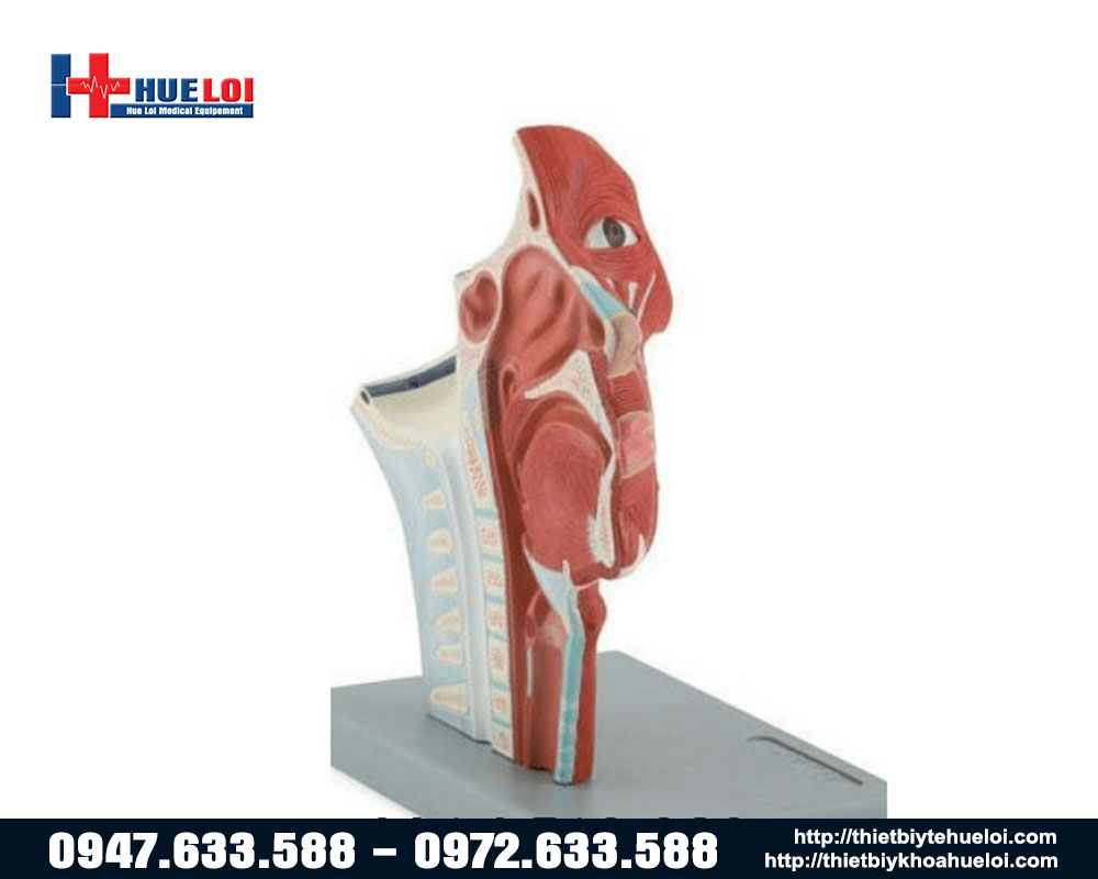 mô hình mặt cổ chi tiết