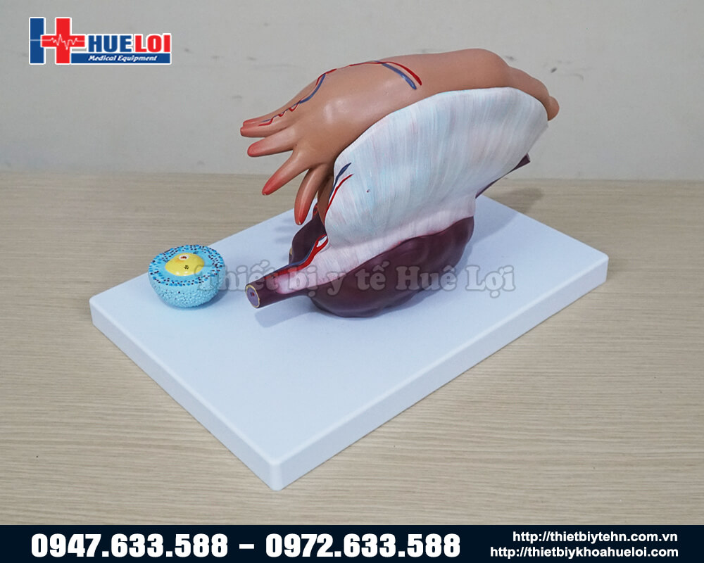 mặt sau mô hình giải phẫu buồng trứng
