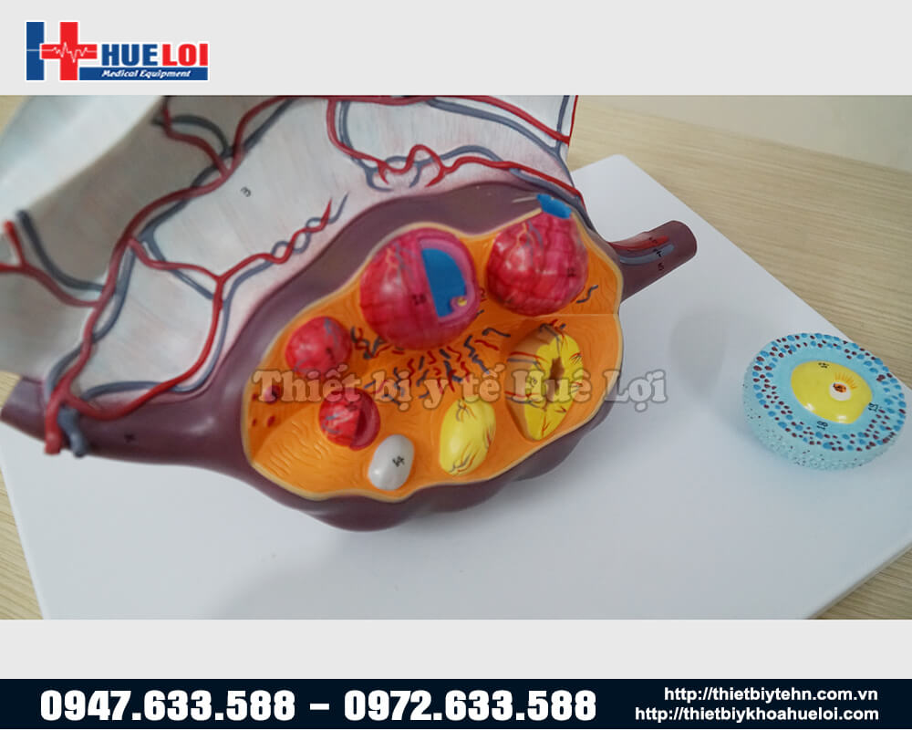 mô hình giai đoạn phát triển của trứng