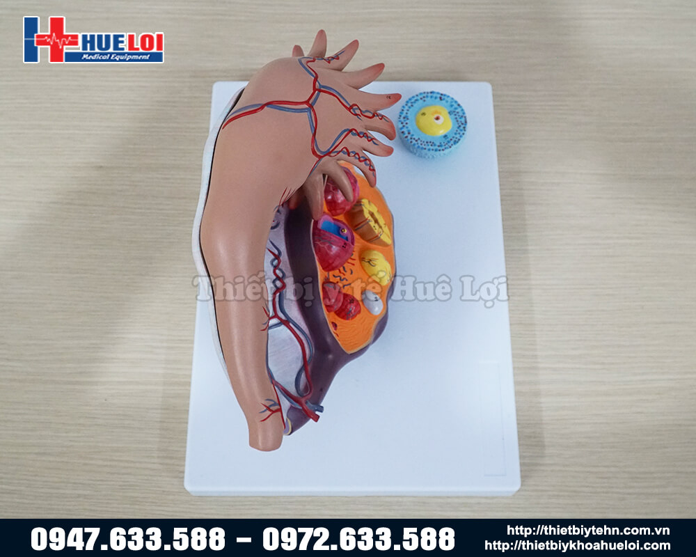 mô hình giải phẫu buồng trứng phóng đại