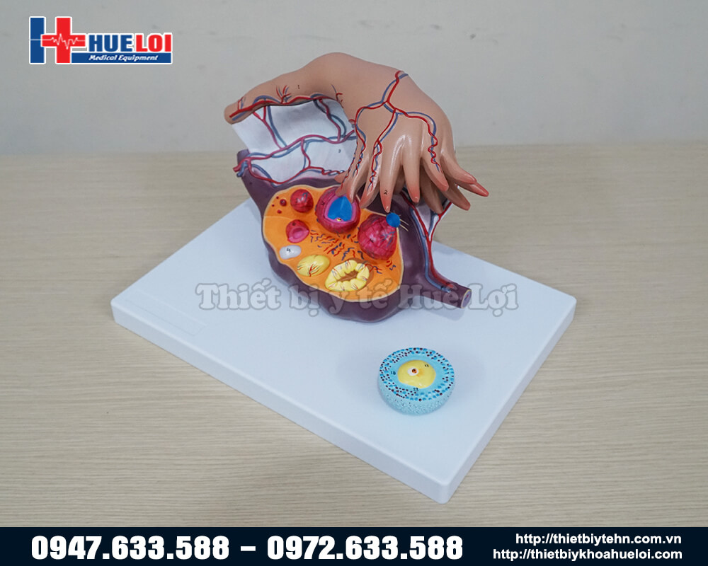 mô hình giải phẫu buồng trứng