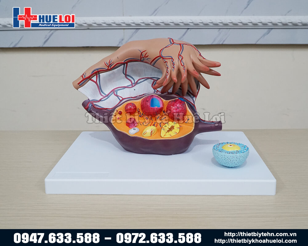 mô hình giải phẫu trứng và nang trứng