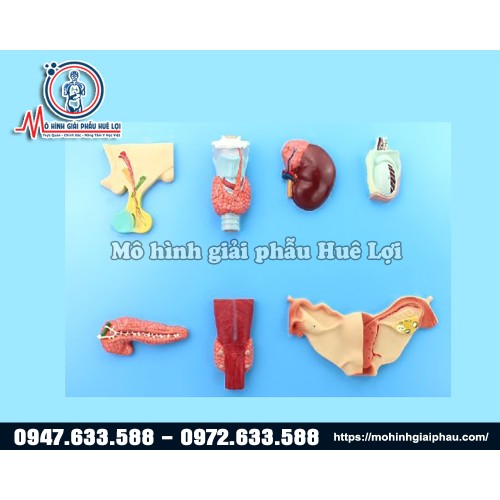 mô hình hệ nội tiết