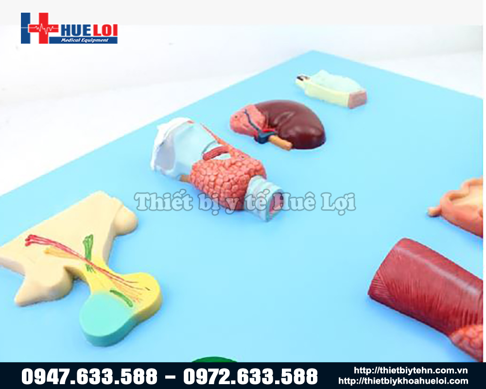 mô hình nội tiết