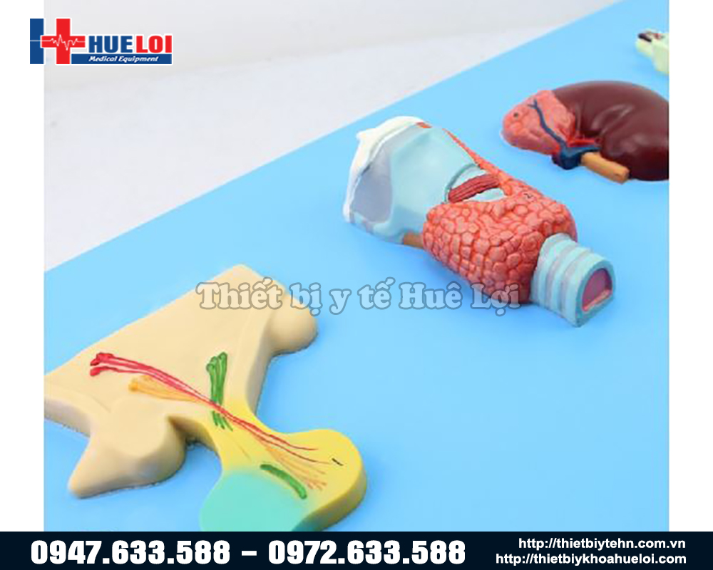 mô hình trục nội tiết