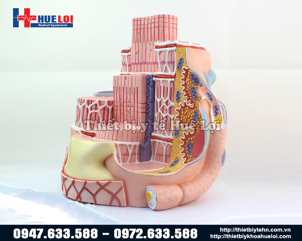 mô hình cấu trúc cơ bóc tách