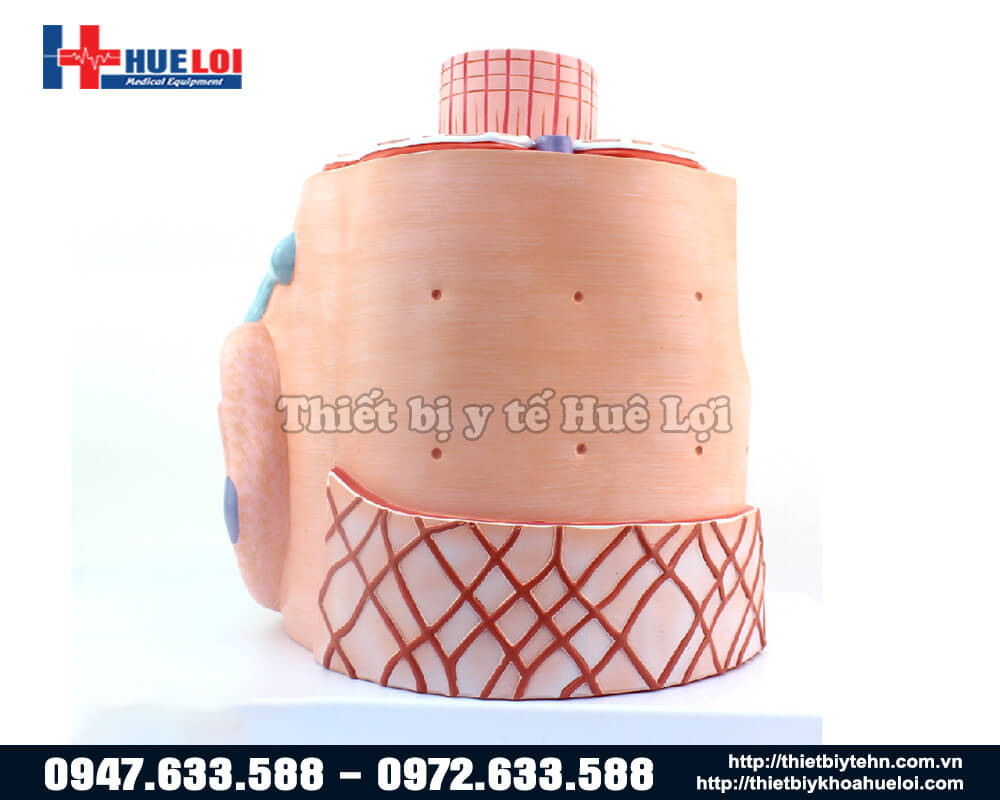 mô hình cơ mặt sau