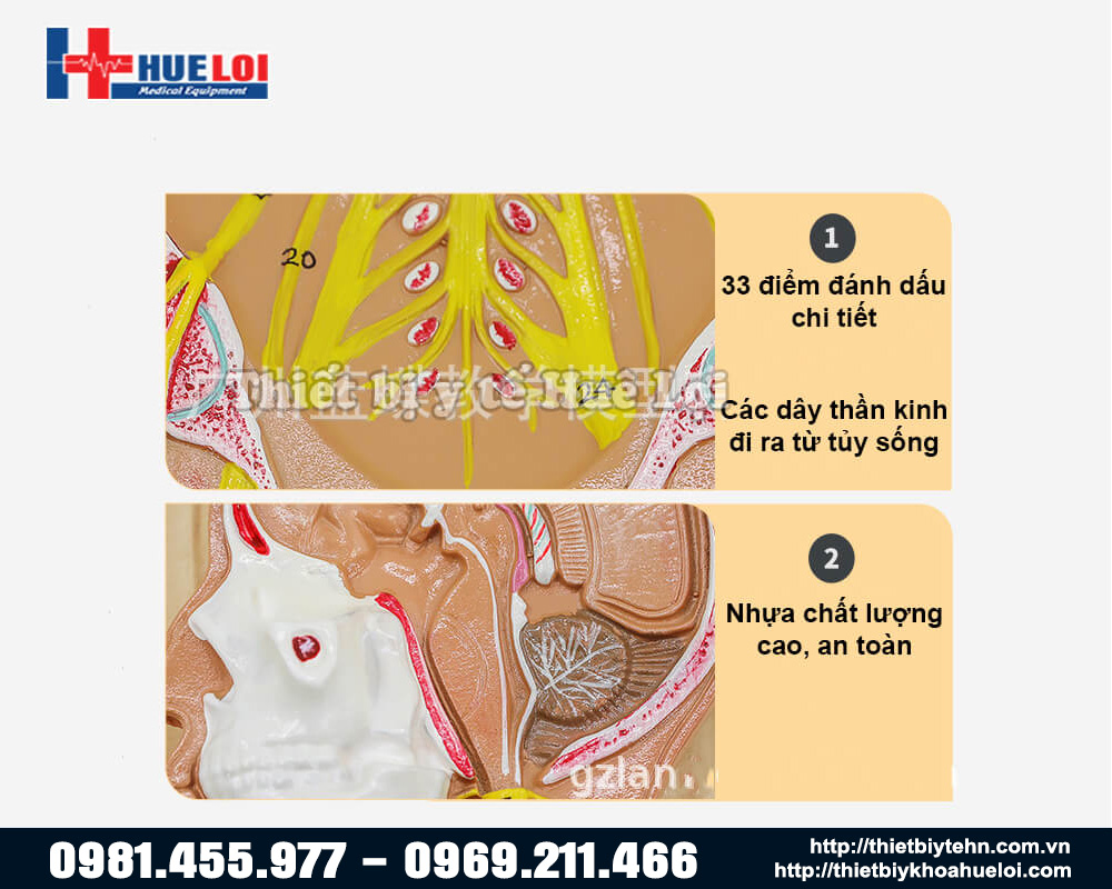 mô hình hệ thần kinh chi tiết