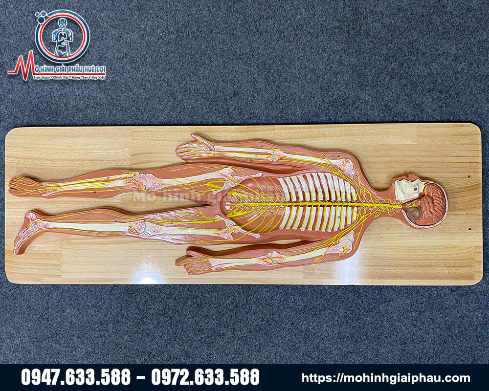 mô hình hệ thần kinh người