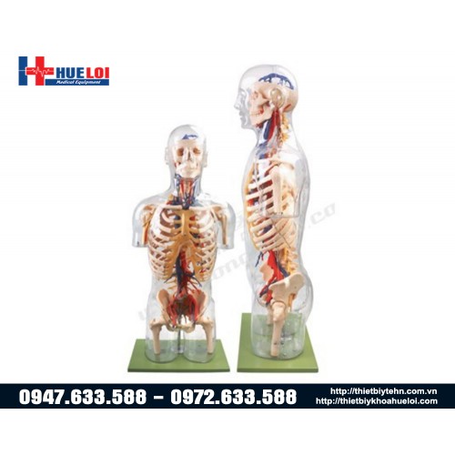 mô hình giải phẫu thần kinh mạch máu