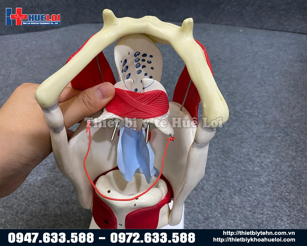 chi tiết mô hình thanh quản 