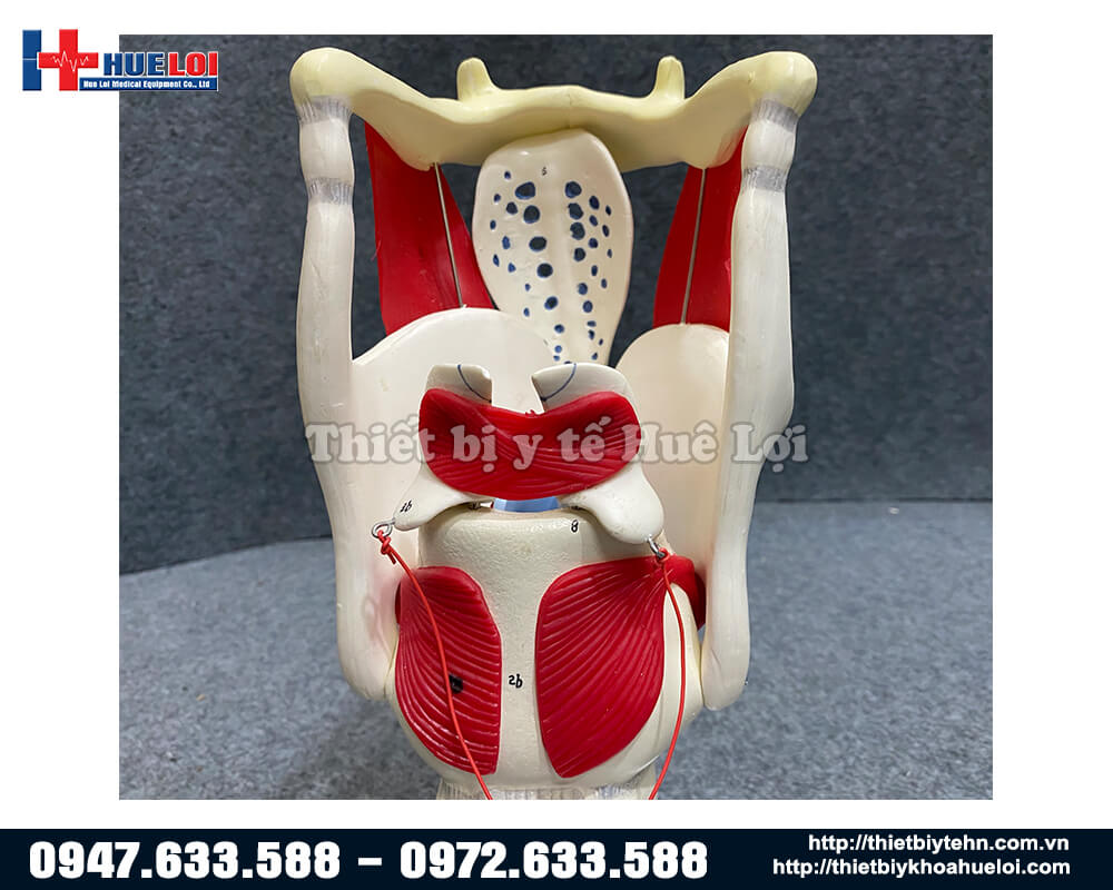 mô hình các chi tiết thanh quản