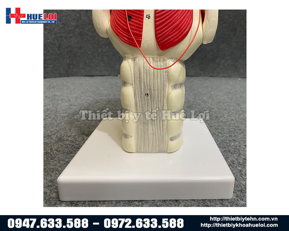 mô hình thanh quản người