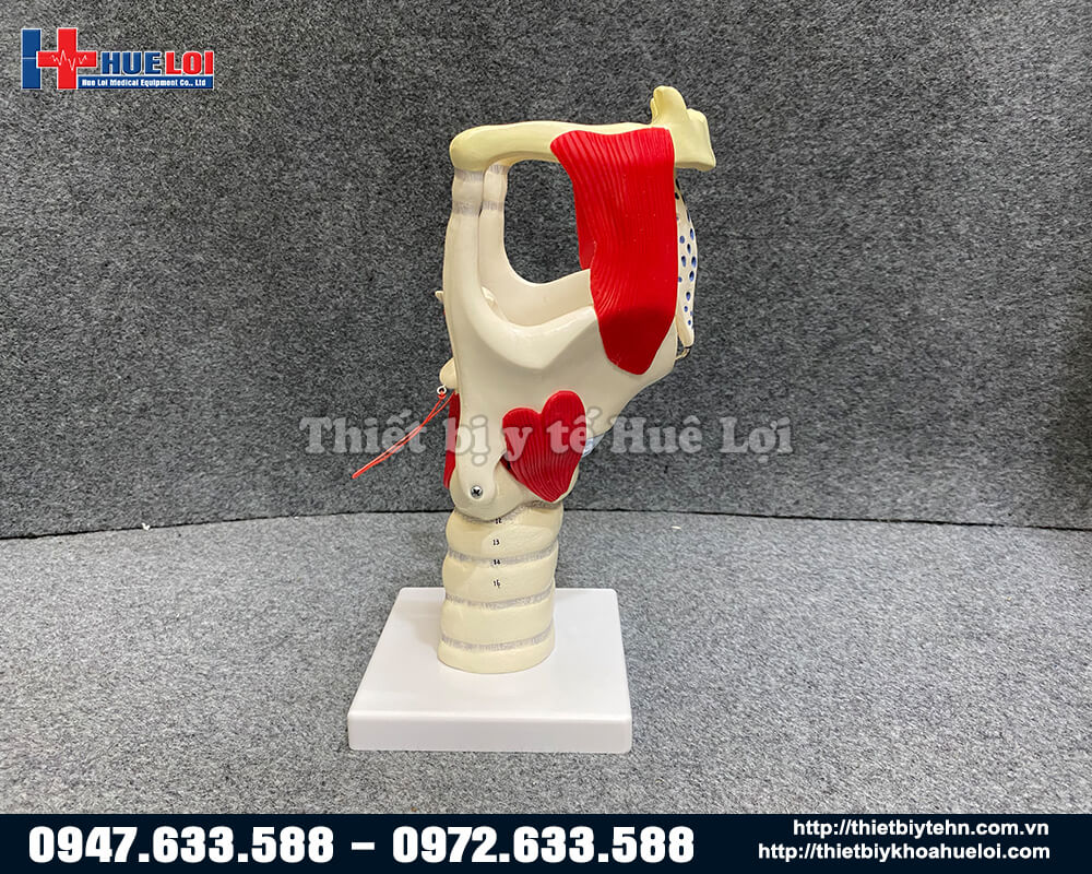 mô hình thanh quản và nắp thanh môn chi tiết