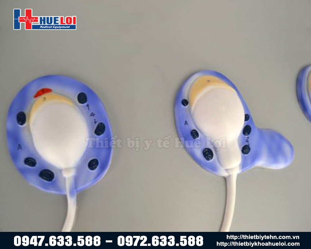 mô hình các giai đoạn phát triển của tinh trùng