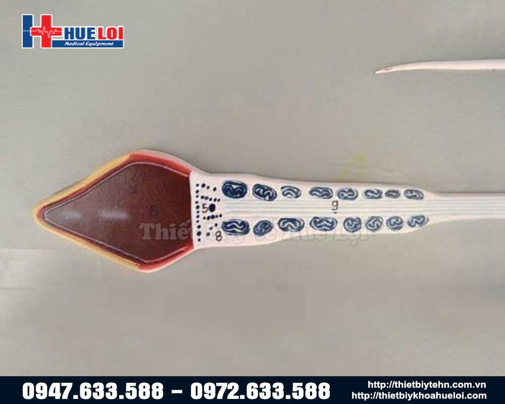 mô hình tinh trùng các giai đoạn