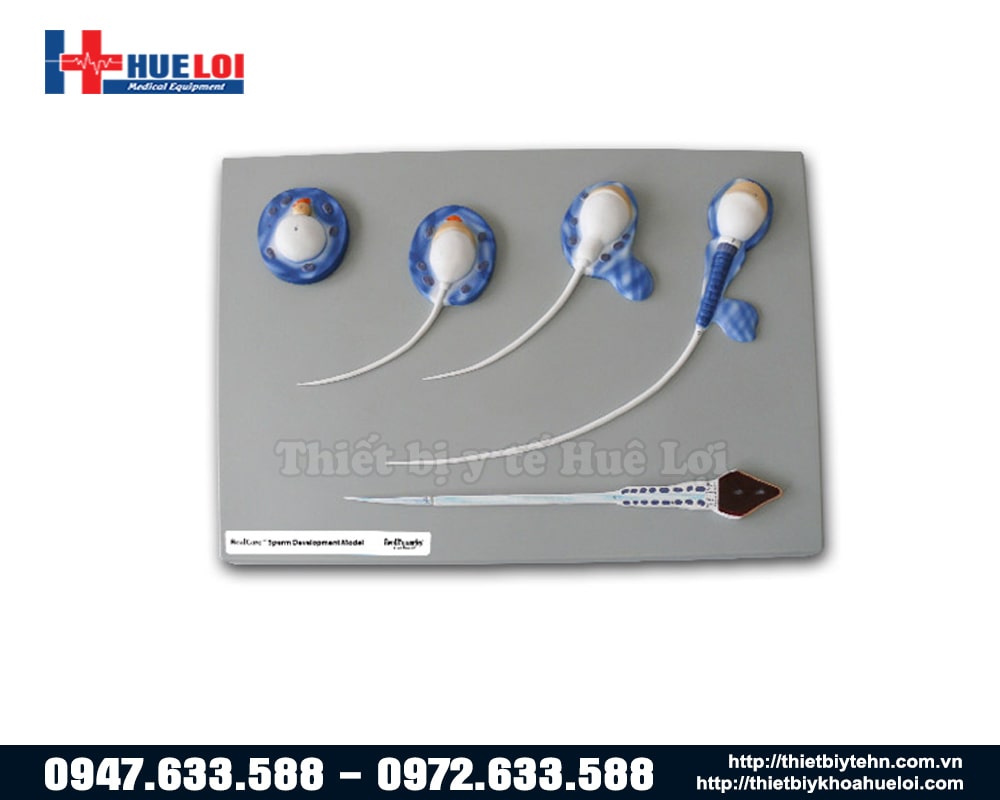 mô hình tinh trùng phóng đại