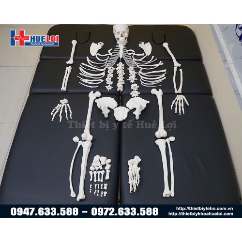 mô hình giải phẫu xương người tháo rời