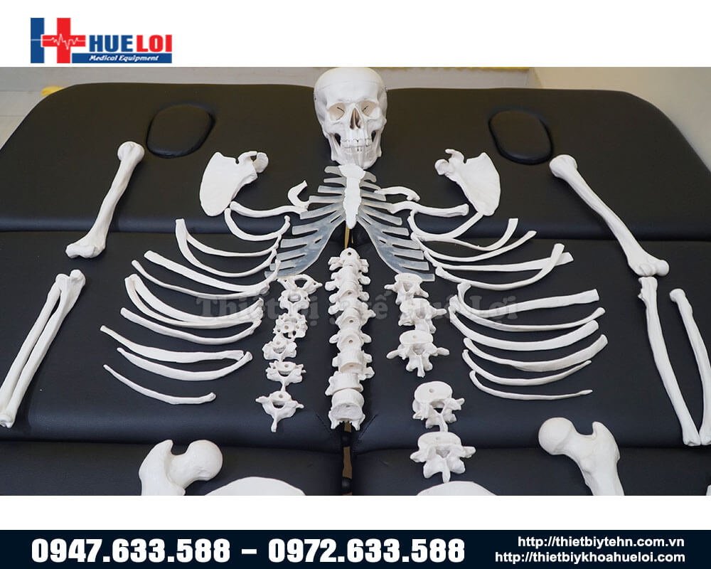 mô hình xương người chi tiết