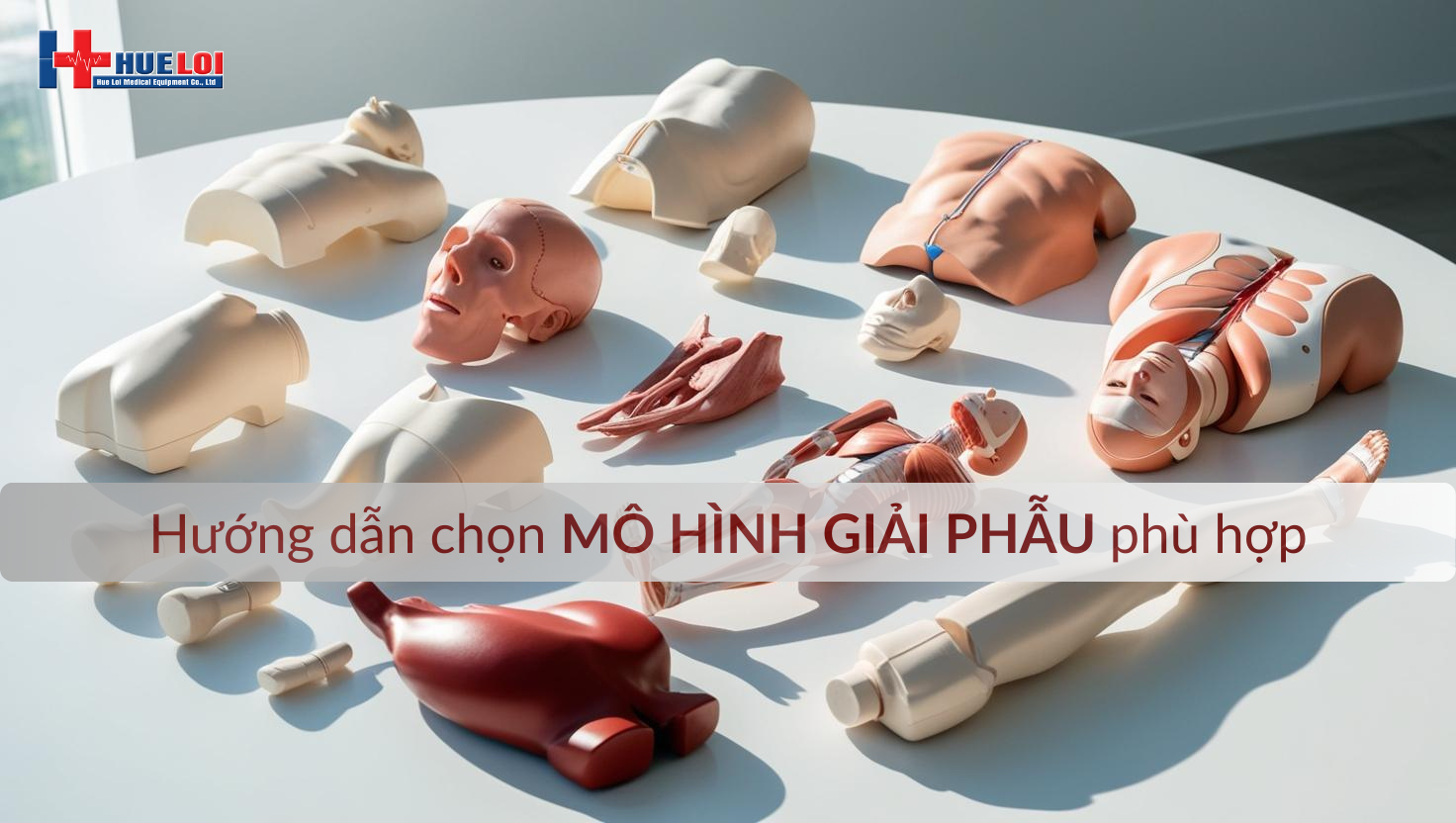 Hướng dẫn chọn mô hình giải phẫu phù hợp theo nhu cầu sử dụng