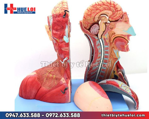 mô hình đầu mặt cổ huê lợi phân phối