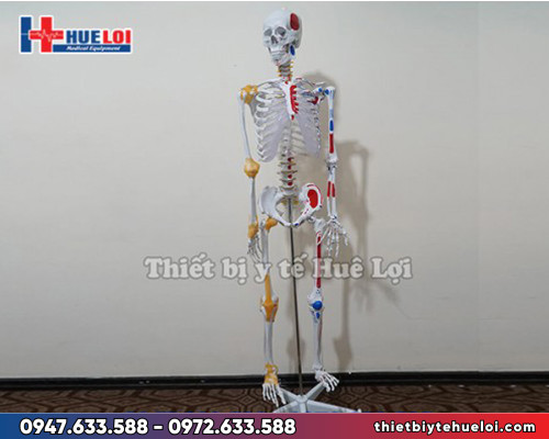 mô hình hệ xương 170cm kèm dây chằng